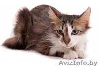 Котенок Патрик в дар , в добрые руки! - Изображение #4, Объявление #879538