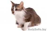 Котенок Патрик в дар , в добрые руки! - Изображение #3, Объявление #879538