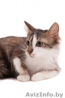 Котенок Патрик в дар , в добрые руки! - Изображение #2, Объявление #879538