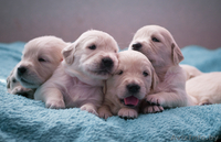 Продажа щенков золотистого ретривера от титулованной пары. - Изображение #1, Объявление #878493