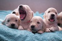 Продажа щенков золотистого ретривера от титулованной пары. - Изображение #2, Объявление #878493