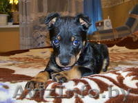 Щенок Берта ищет хозяина - Изображение #1, Объявление #883653