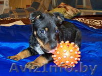 Щенок Берта ищет хозяина - Изображение #3, Объявление #883653