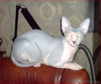 Канадский сфинкс купить Минск - Изображение #4, Объявление #877333