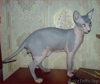 Канадский сфинкс купить Минск - Изображение #1, Объявление #877333