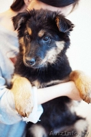 Щенки-медвежата в дар! - Изображение #5, Объявление #886200