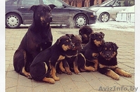 Щенки-медвежата в дар! - Изображение #6, Объявление #886200