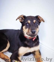 Щенки-медвежата в дар! - Изображение #3, Объявление #886200