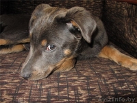 Щенки-медвежата в дар! - Изображение #4, Объявление #886200