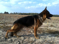 Щенки- Немецкой овчарки - Изображение #4, Объявление #889600