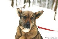 Прекрасная собака Герда. В дар. - Изображение #2, Объявление #845248