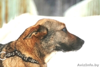 Прекрасная собака Герда. В дар. - Изображение #5, Объявление #845248