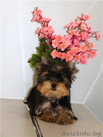 Элитный мальчик йоркширского терьера - Изображение #2, Объявление #883846