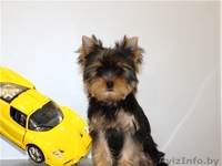 Йоркширский терьер- не дорого - Изображение #2, Объявление #883847