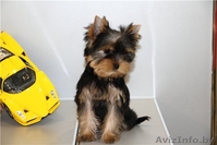 Йоркширский терьер- не дорого - Изображение #3, Объявление #883847