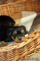 помет йоркширского терьера - Изображение #5, Объявление #883848