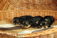 помет йоркширского терьера - Изображение #3, Объявление #883848