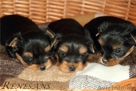 помет йоркширского терьера - Изображение #6, Объявление #883848