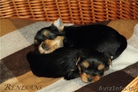 помет йоркширского терьера - Изображение #4, Объявление #883848