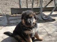 Щенки- Немецкой овчарки - Изображение #1, Объявление #889600