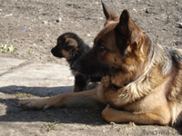 Щенки- Немецкой овчарки - Изображение #3, Объявление #889600