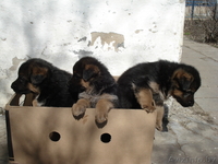 Щенки- Немецкой овчарки - Изображение #2, Объявление #889600