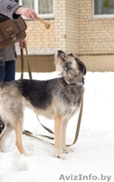 Идеальная собака в дар! - Изображение #3, Объявление #875800