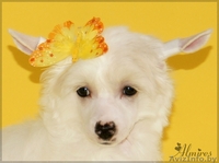 Китайской хохлатой очаровательные щеночки - Изображение #3, Объявление #881260