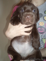 щенки шоколадного окраса  - Изображение #1, Объявление #866291