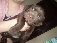 щенки шоколадного окраса  - Изображение #2, Объявление #866291