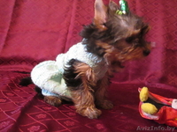 мини девочка йоркширского терьера - Изображение #3, Объявление #879741