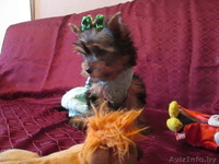 мини девочка йоркширского терьера - Изображение #1, Объявление #879741