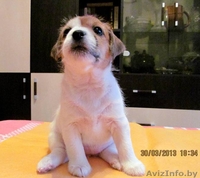 Джек рассел терьера породистые щенки - Изображение #3, Объявление #866564