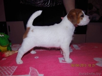 Джек рассел терьера породистые щенки - Изображение #4, Объявление #866564