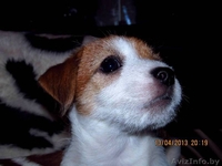 Джек рассел терьера породистые щенки - Изображение #2, Объявление #866564