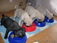 Породистые щенки мопса - Изображение #2, Объявление #887322