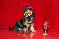 Щенки йоркширского терьера. - Изображение #2, Объявление #888394