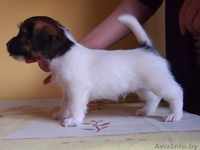 Высокопородные щенки джек рассел терьера от родителей чемпионов - Изображение #3, Объявление #877001