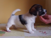 Высокопородные щенки джек рассел терьера от родителей чемпионов - Изображение #4, Объявление #877001