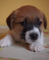 Высокопородные щенки джек рассел терьера от родителей чемпионов - Изображение #2, Объявление #877001