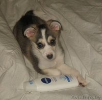 Мини лайка в дар! - Изображение #1, Объявление #880400