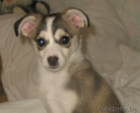 Мини лайка в дар! - Изображение #4, Объявление #880400