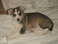 Мини лайка в дар! - Изображение #2, Объявление #880400