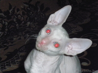 срочно продам котят породы корниш-рекс - Изображение #1, Объявление #886857