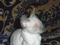 срочно продам котят породы корниш-рекс - Изображение #3, Объявление #886857