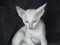 срочно продам котят породы корниш-рекс - Изображение #4, Объявление #886857