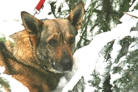 Прекрасная собака Герда. В дар. - Изображение #6, Объявление #845248