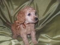 пуделя малого щенки - Изображение #1, Объявление #863051