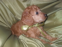 пуделя малого щенки - Изображение #3, Объявление #863051