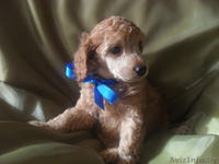 пуделя малого щенки - Изображение #2, Объявление #863051